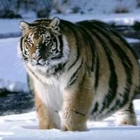 Дашустик