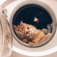 Тётя Кошка