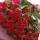 rashka_81