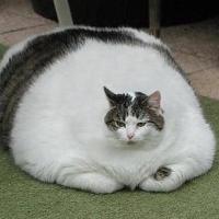 plus size