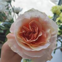 Ксения