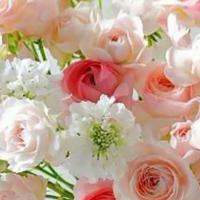 Roza