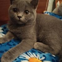 Кулек