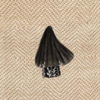 Передают со слов Абу Саида аль-Худри и Абу Хурайры, да будет доволен ими Аллах, что Пророк ﷺ сказал:   «Что бы ни постигло мусульманина, будь то утомление, болезнь, тревога, печаль, неприятность, скорбь или даже укол колючки, Аллах непременно простит ему за это что-нибудь из его грехов»  Аль-Бухари.