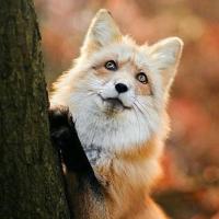Лорик