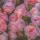 sova_23