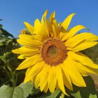 yellow_sunshine