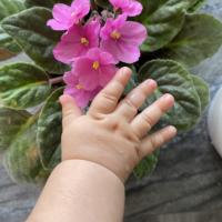 Azaliya