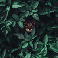 Таня