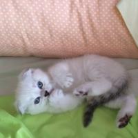 Alenka