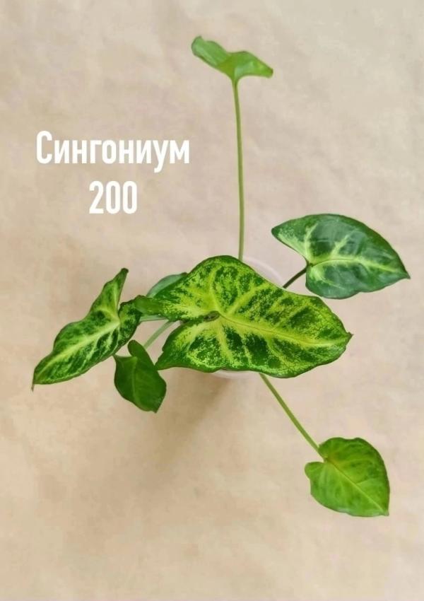 post image 5