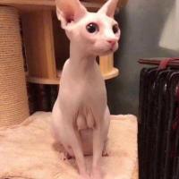 Фудзи