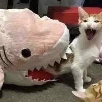 Rrrrrr