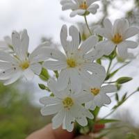 Анжела 