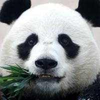 Панда 🐼 