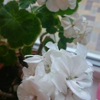 марина
