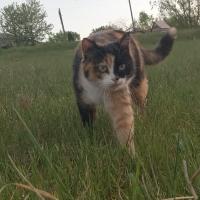 Анна