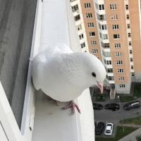 Надежда