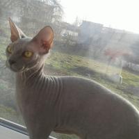 Света
