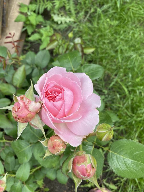 post image 5