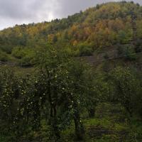 Патимат