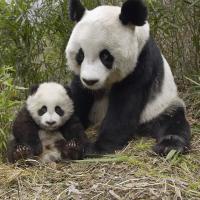 Мама 🐼 Панда