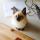 alice_pm