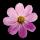 aliya.779