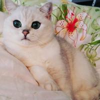 Lesya