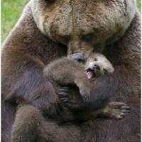 Mommy Bear