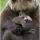 bear27