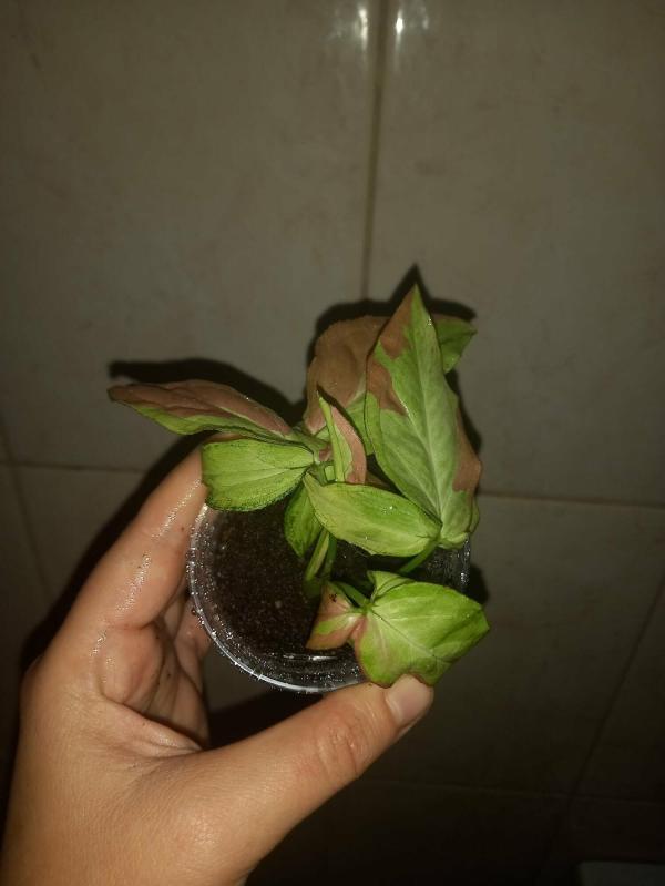 post image 5