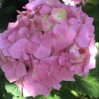 Гуля Агаханова