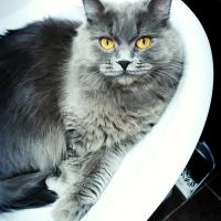 Лана