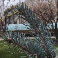 Амира148