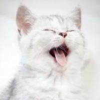 Кот 🐈‍⬛ 