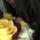 elif_91