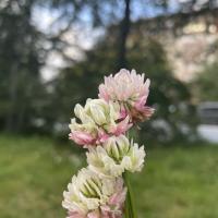 Надежда