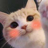 Котечка🩷