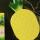 inanana