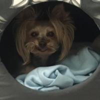 яна