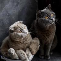 Мария