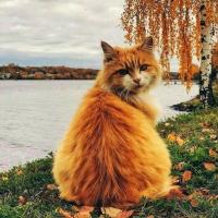 Лана