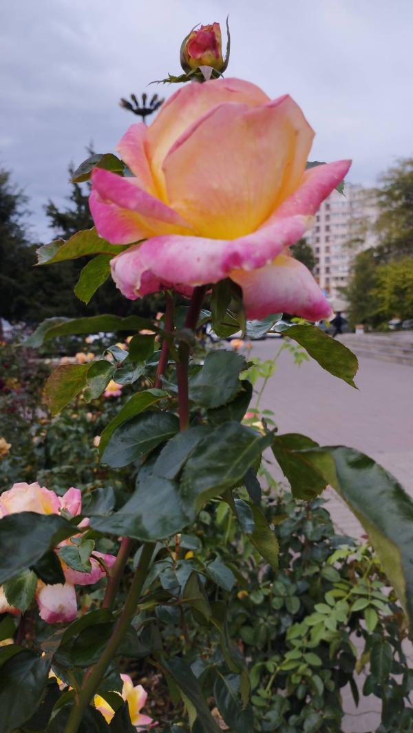post image 4