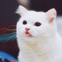 sili