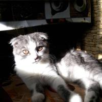 Анна