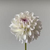 АмАм