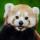 id4144411