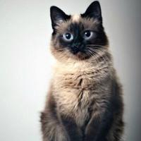 Mila