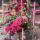 asiya_abd